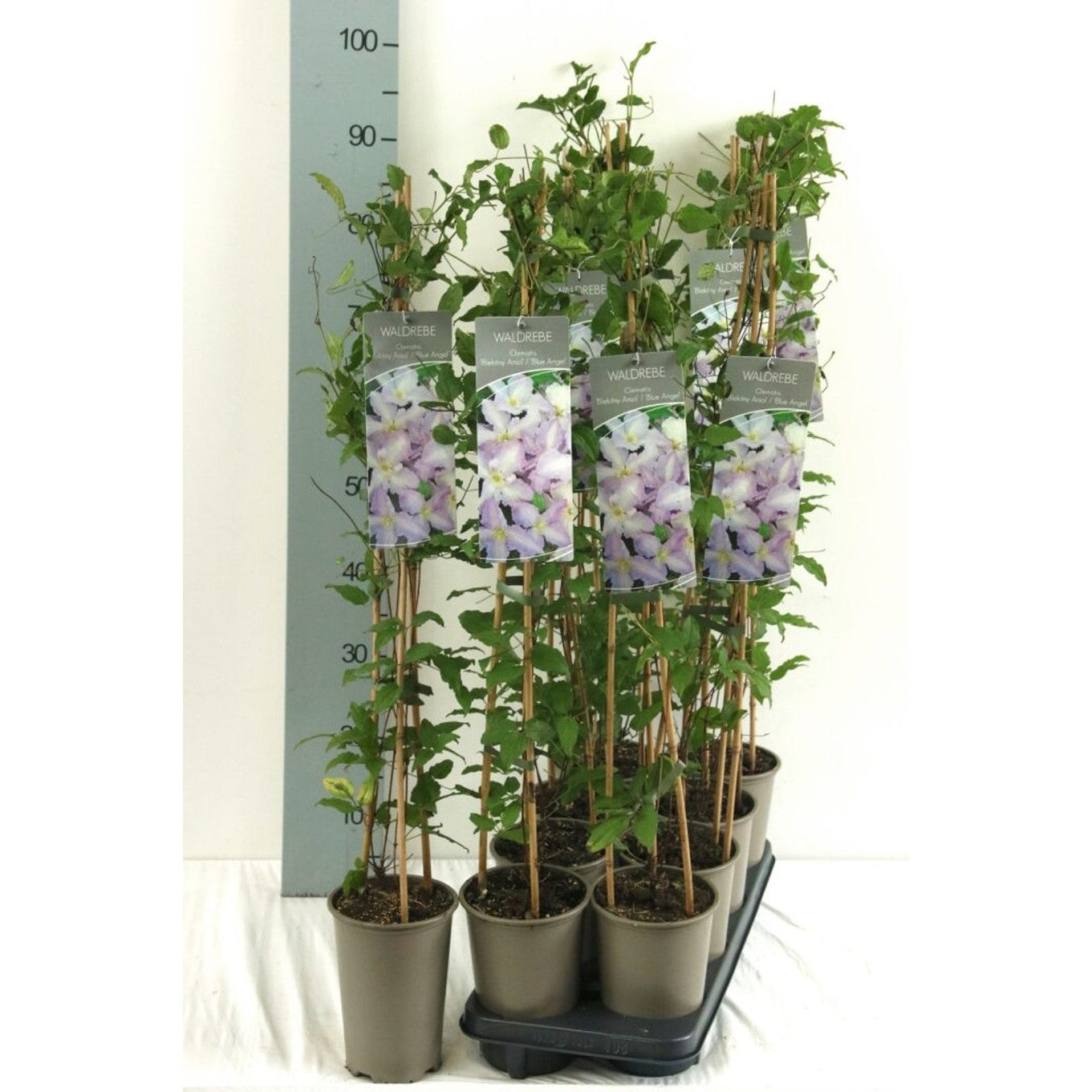 Klematis – Clematis 'Blue Angel' - C2 60-80 CM Stick